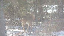 deer-and-a-moose-002