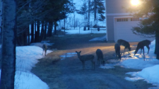deer-and-a-moose-010
