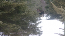 deer-and-a-moose-016