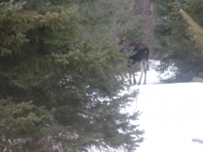 deer-and-a-moose-016