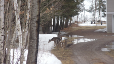 deer-and-a-moose-026
