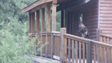 morning-wild-turkey-at-the-ritz-004