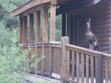 morning-wild-turkey-at-the-ritz-004