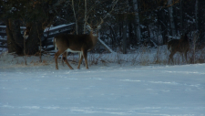 sweet-dreams-and-wildlife-051