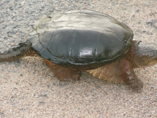 turtle-3