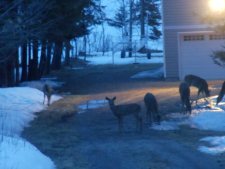 deer-and-a-moose-010
