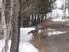 deer-and-a-moose-026