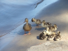 ducks-at-the-beach